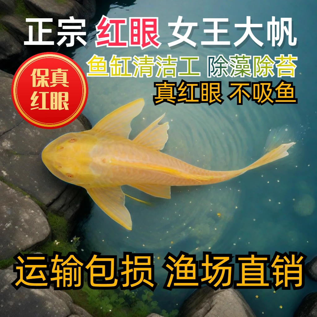 红眼女王清道夫鱼底栖黄金大帆女王豹纹清道夫活体异形吃藻垃圾鱼