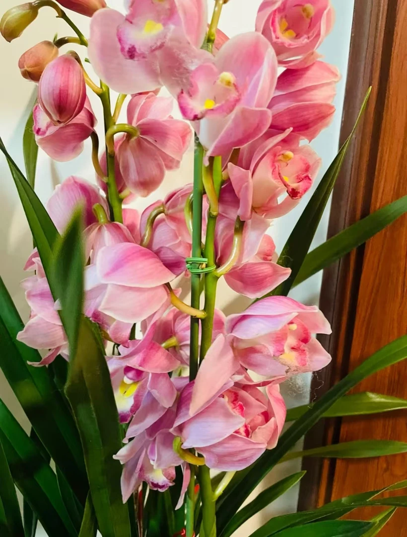 【金边福娘】稀有大花蕙兰名贵品种基地直发