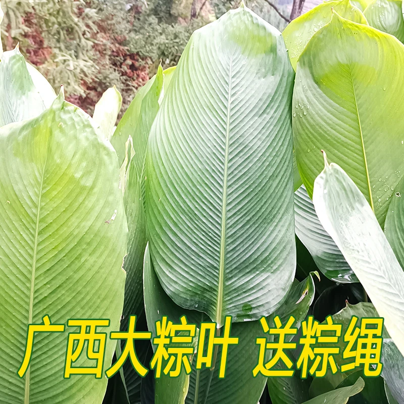 广西粽子叶新鲜大粽叶大叶柊叶纯天然肇庆裹蒸粽叶