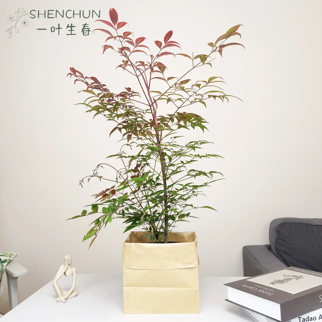 【南天竹】室内绿植红叶翠绿水培植物耐阴耐寒客厅大型绿植阳台盆栽