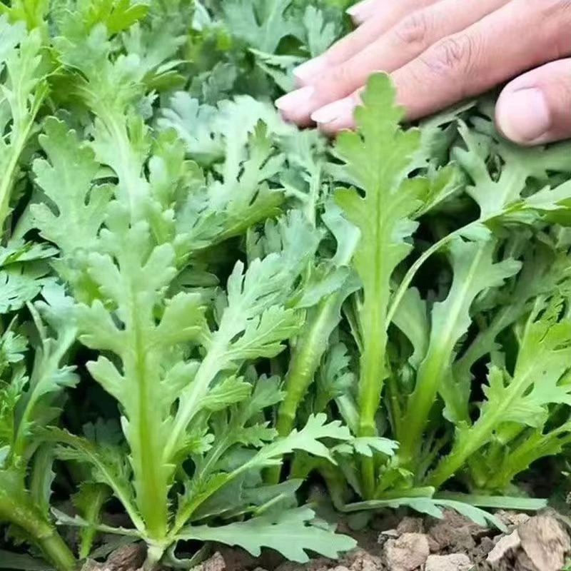 大叶茼蒿菜耐热耐寒阳台庭院花卉盆栽四季皇帝菜新鲜