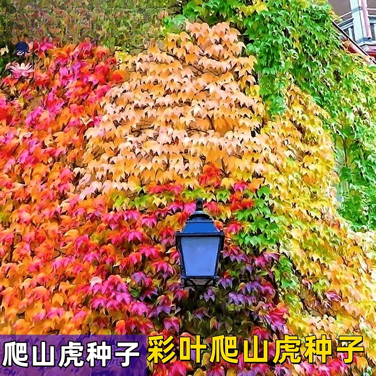 彩叶爬山虎种子墙壁花藤四季彩叶爬墙虎爬藤植物攀爬能手