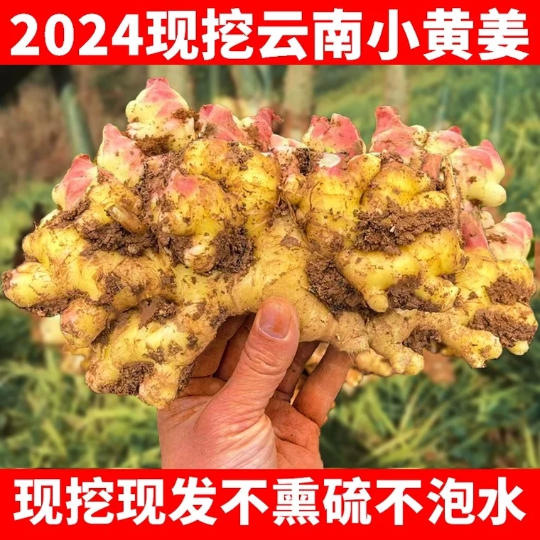 粮蔬田云南小黄姜农家自种新鲜现挖生姜嫩姜月子姜土姜蔬菜整箱