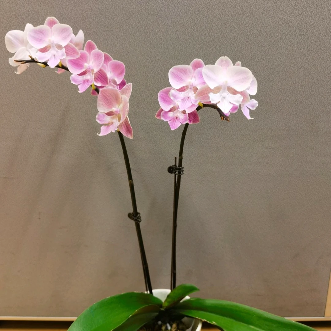 （唯美）唯美品种 蝴蝶兰  带花带花苞单双混发 基地直发