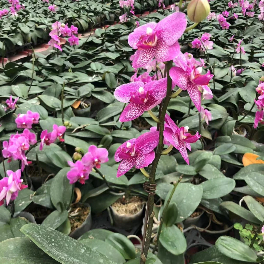 <红粉佳人>花后苗 3.5杯 无花梗/带花梗混发