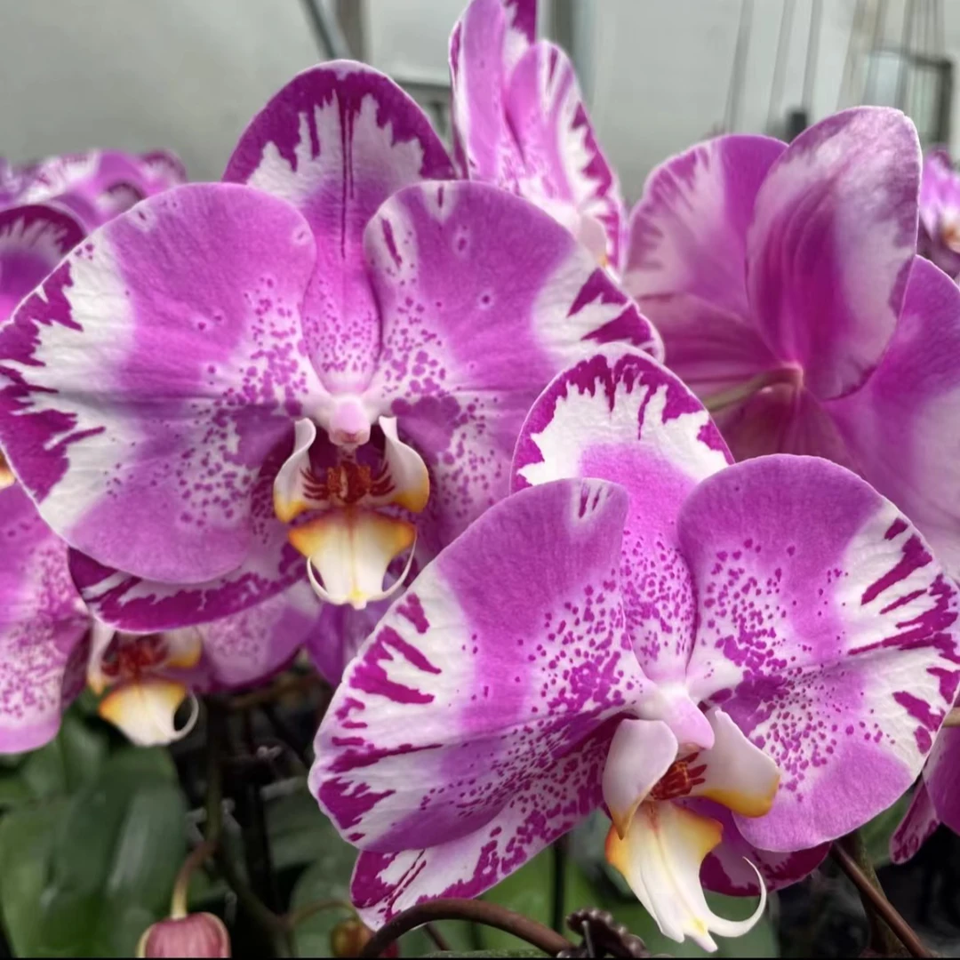 <藏宝图> 开花株 3.5杯 基地直发