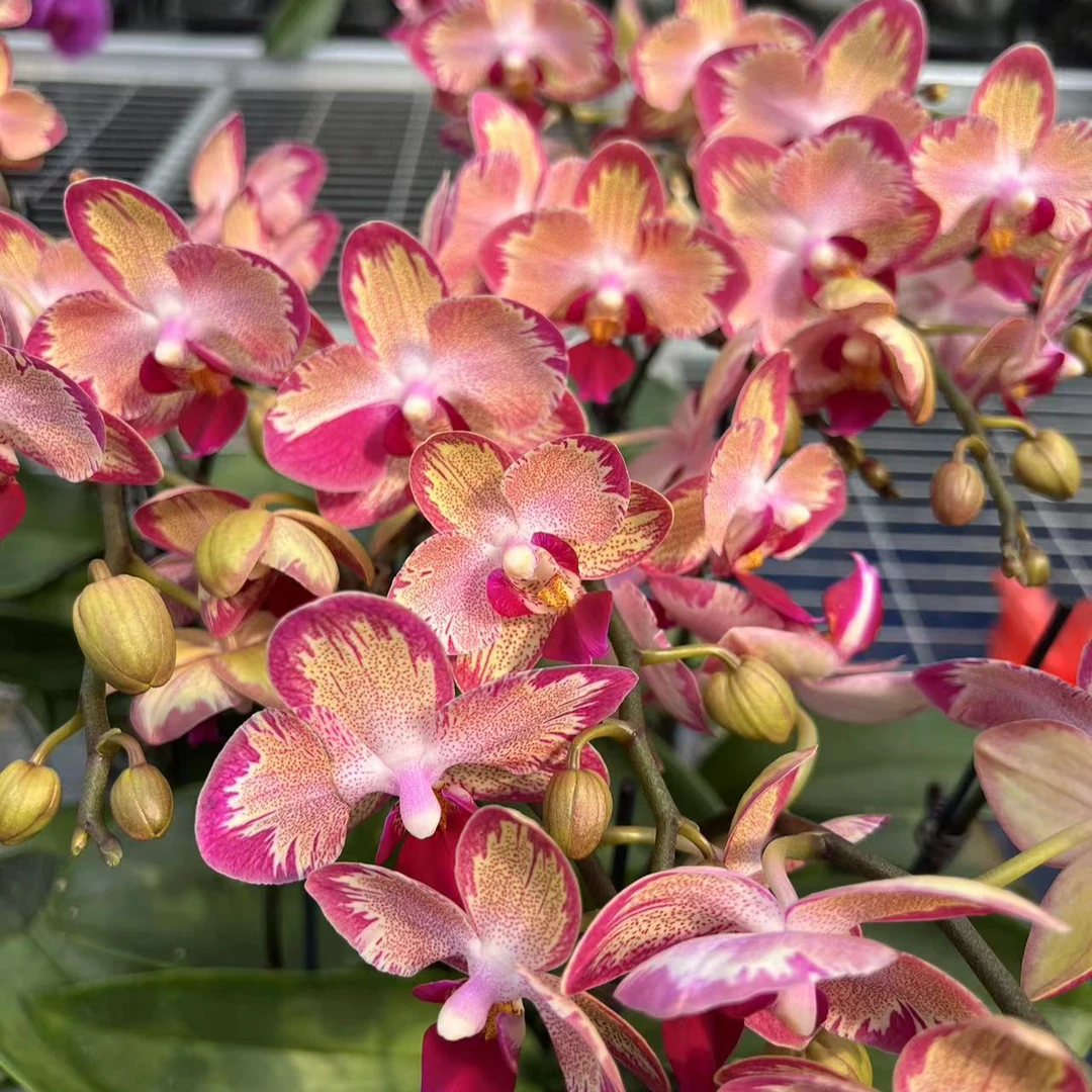 蝴蝶兰  （风火轮）   带花带花苞基地直发