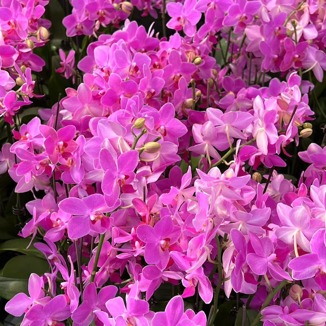 （幸福仙女）幸福仙女 蝴蝶兰 带花带花苞单双混发 基地直发