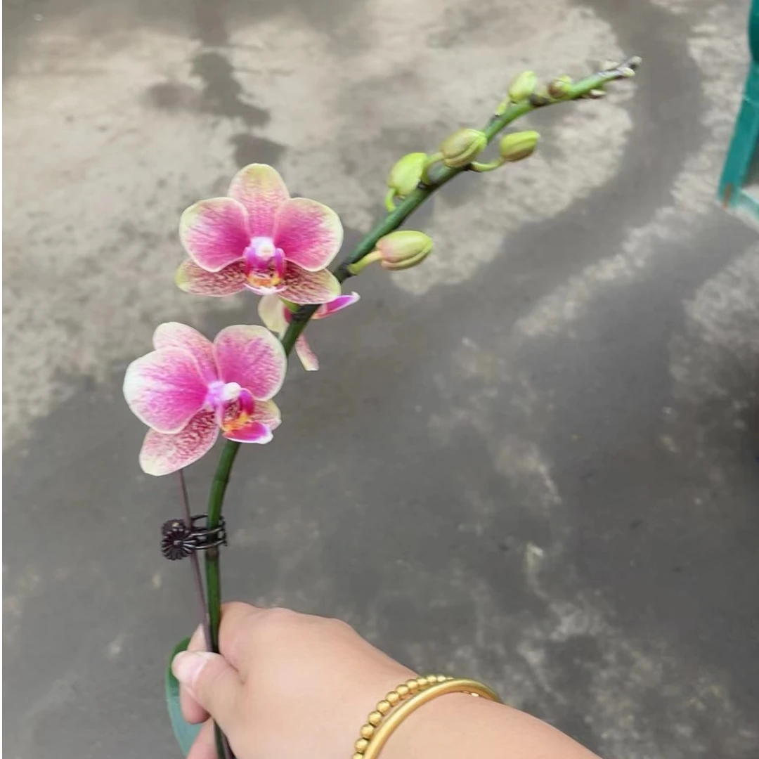 （金蝶）金蝶 蝴蝶兰 带花带花苞单双混发 基地直发