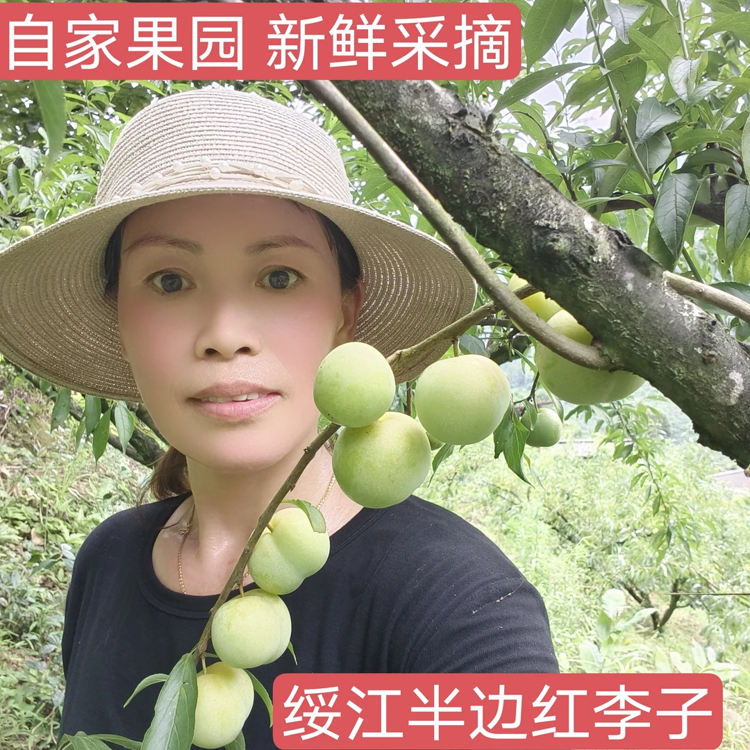 正宗绥江半边红脱骨李茵红李。现摘现发，果园直发包邮新鲜应季水果