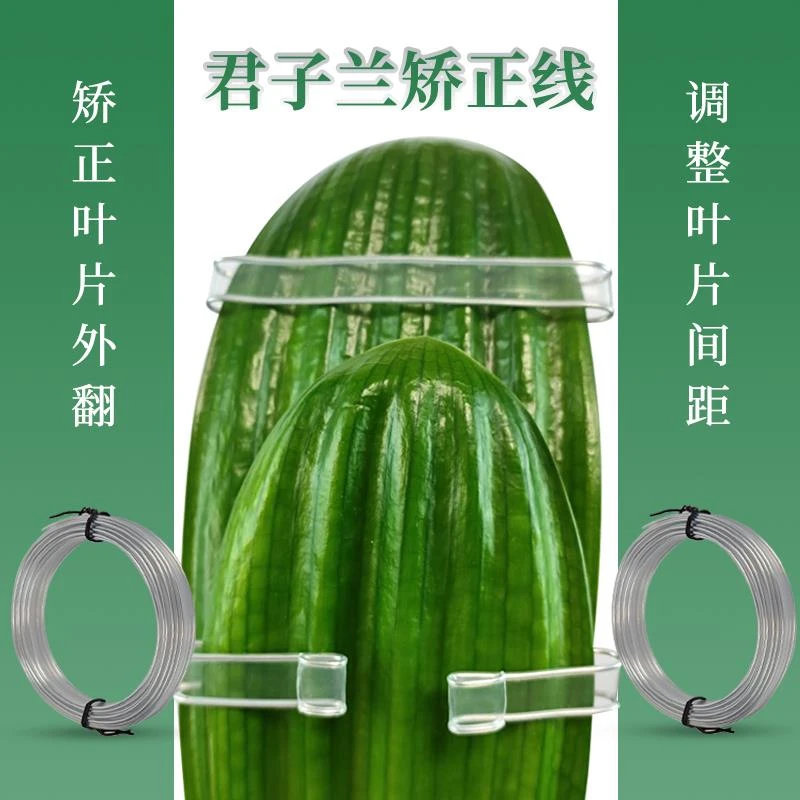 君子兰矫正线叶片纠正器透明扶正带整形修型专用夹子修型固定夹