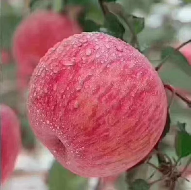 苹果   红富士苹果  好吃好物真好吃