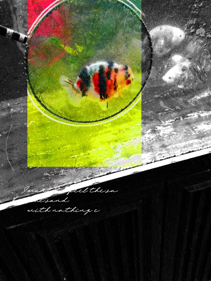 精品大体兰寿金鱼