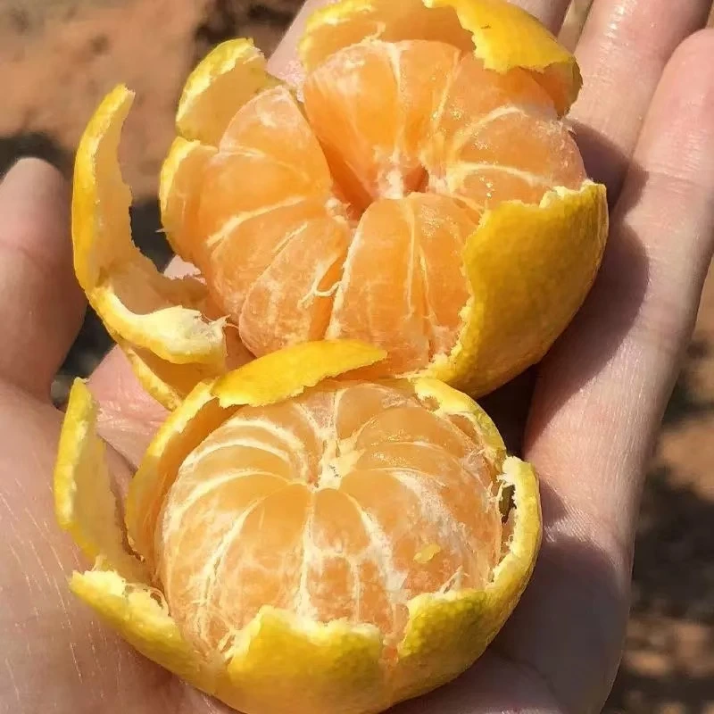 江西南丰贡橘南丰蜜广小橘子新鲜采摘现发