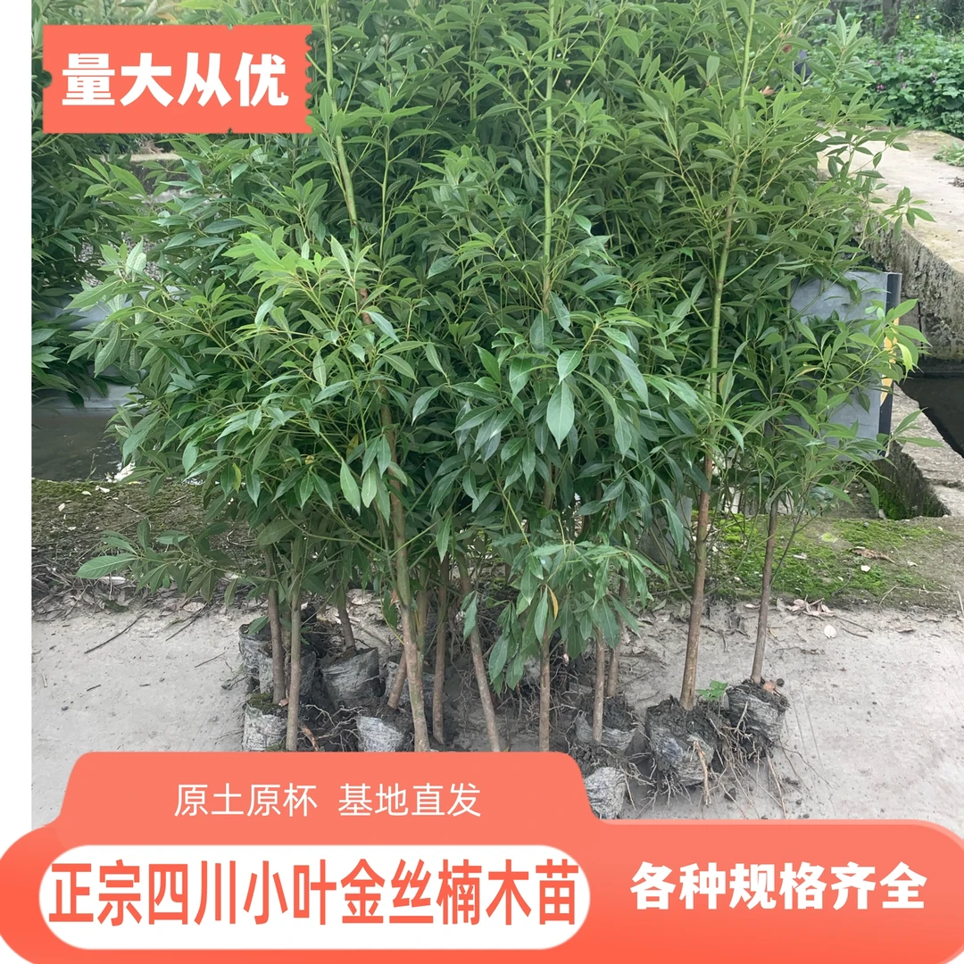 正宗小叶金丝楠木树苗/四季常青高档园林绿化观赏种植