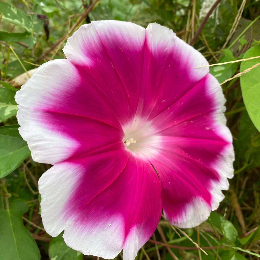 混色爬藤牵牛花种子四季播种