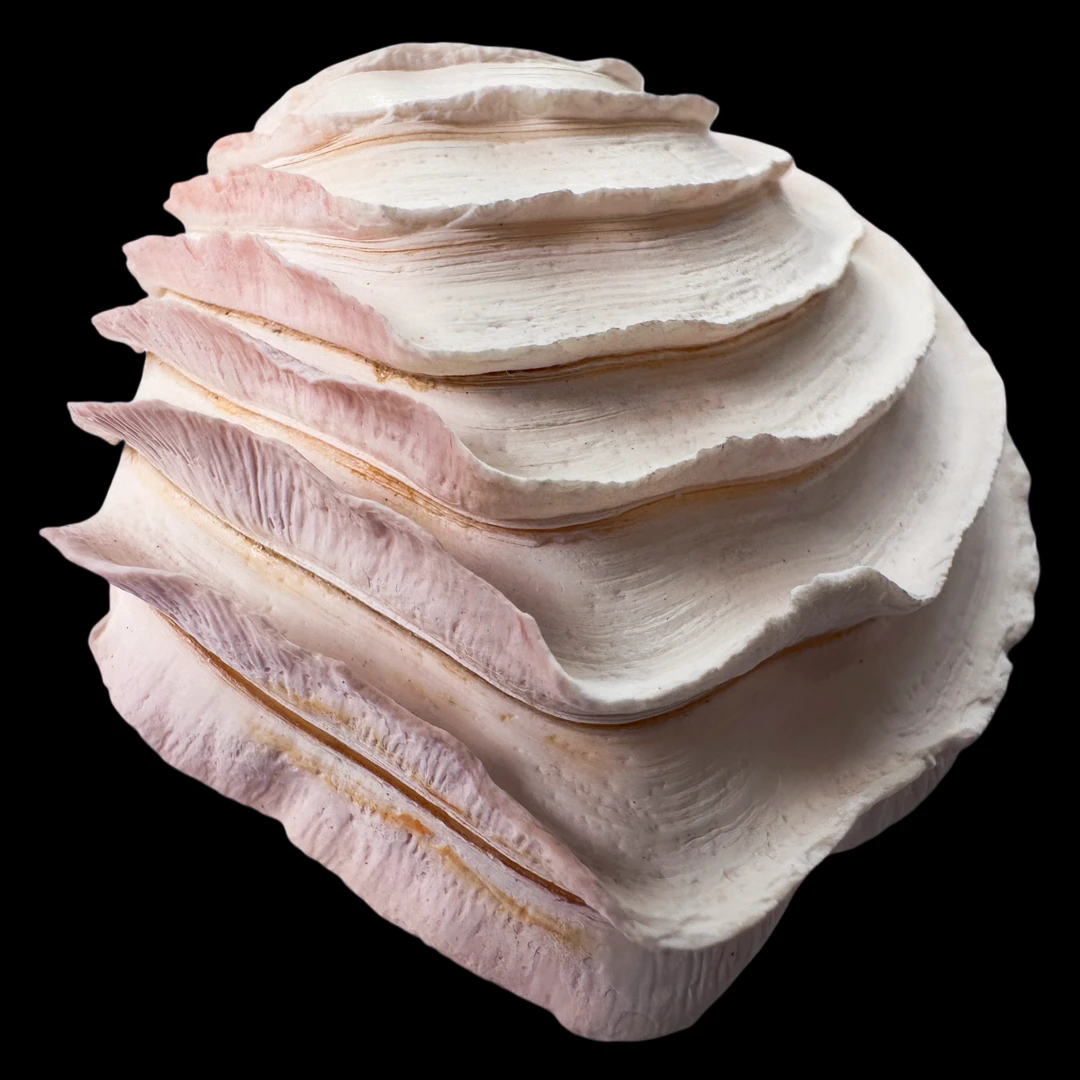 【蛋糕帘蛤】59.2mm GEM 大！品相好 天然贝壳 产地：南澳A9