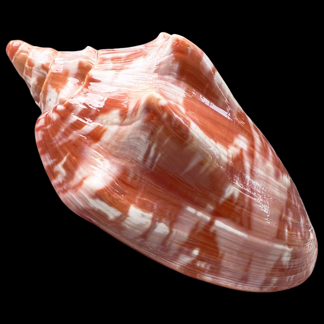 【王 子涡螺】142.9mm GEM 大！（名贝老50珍）菲律宾 贝壳A2