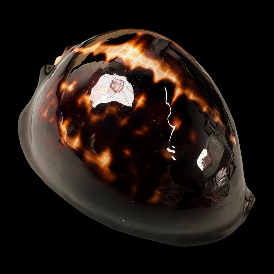 【黑檀宝螺V（特黑）】72.5mm GEM 珍藏 稀有 产地：南澳H