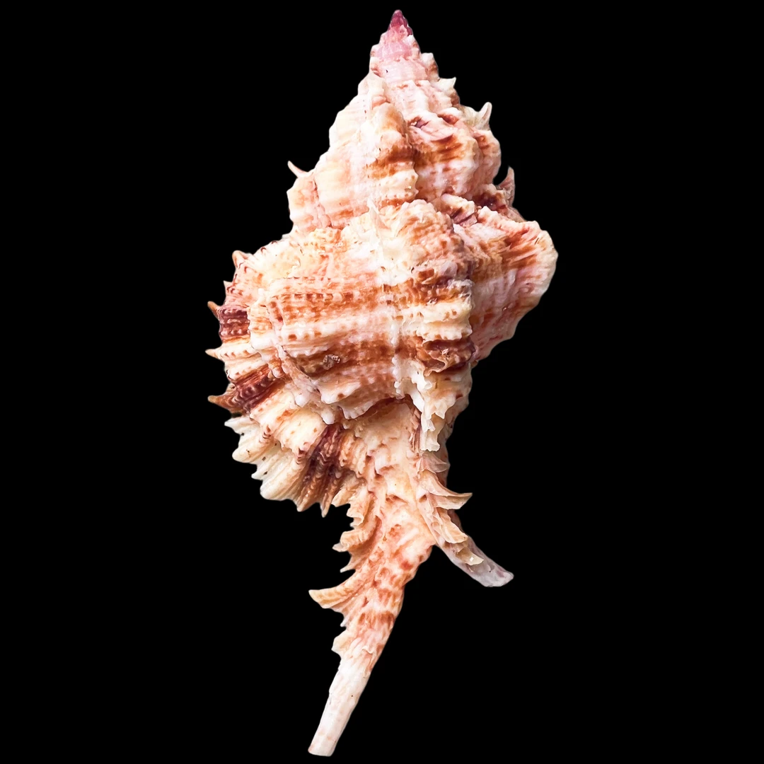 【华丽骨螺】77.1mm GEM 大尺寸！非常好 产地：菲律宾 贝壳A0