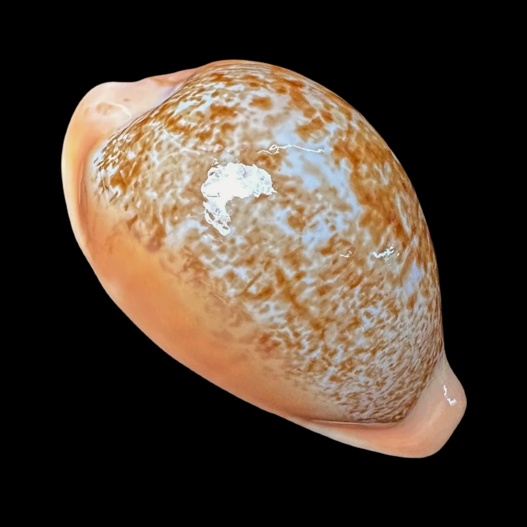 【兰福宝螺】58.3mm GEM 品相好 深水型 东海产 贝壳D