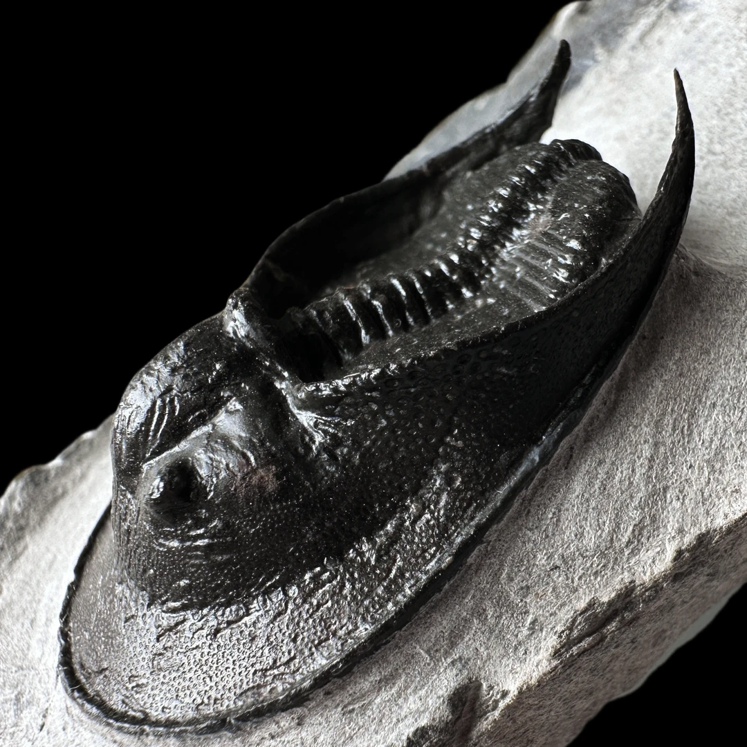 【镰虫三叶虫】净尺寸47.7mm 中泥盆纪3.8亿年（珍藏）贝壳的朋友D