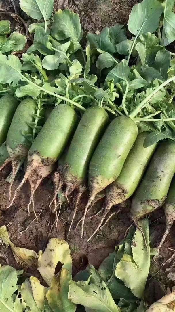 精品正宗沙窝萝卜9斤装，自家地里现拔现卖