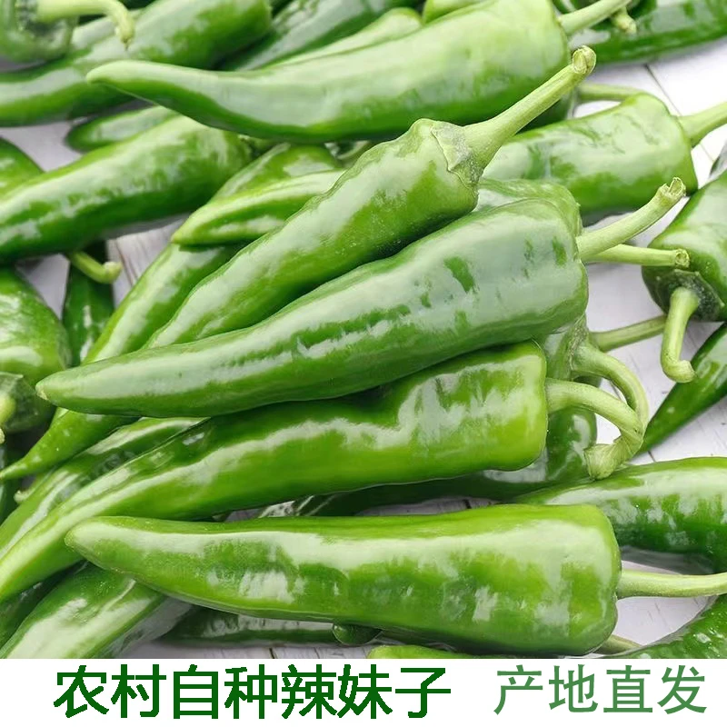 辣妹子辣椒新鲜辣椒特辣辣椒薄皮土辣椒蔬菜现摘本地青辣椒辣