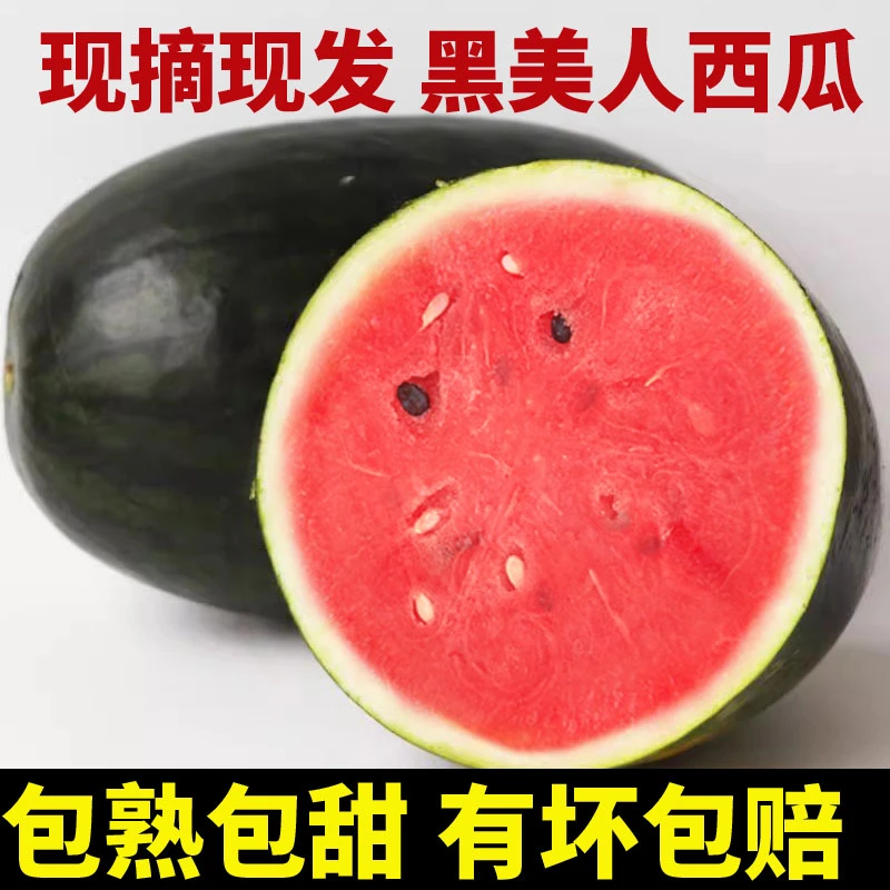 新鲜黑美人西瓜现摘正宗黑籽红肉大西瓜黑皮西瓜多汁批发产地直发