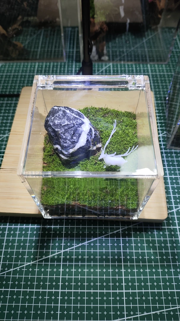 （直播间福利款）微景观生态盒子DIY苔藓微景观养螃蟹昆虫解压欣赏