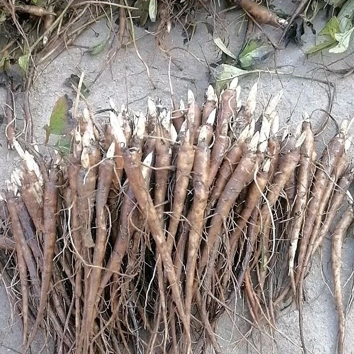 菏泽单瓣芍药苗药用芍药花苗占地芍药花白芍苗芍药苗
