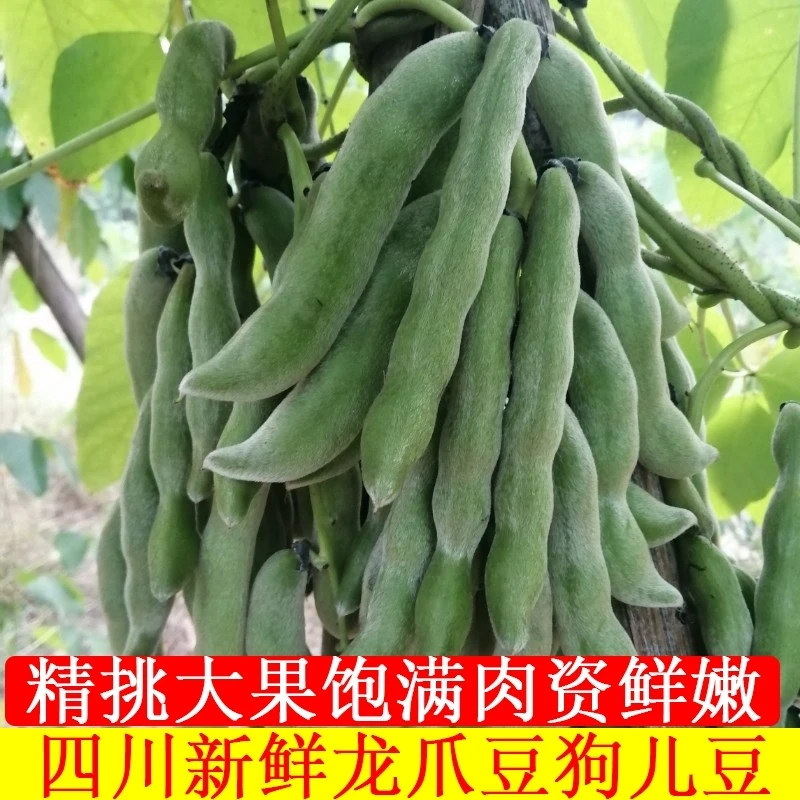 四川龙爪豆新鲜自贡狗儿豆新鲜猫猫豆老虎豆新鲜蔬菜内江龙爪豆