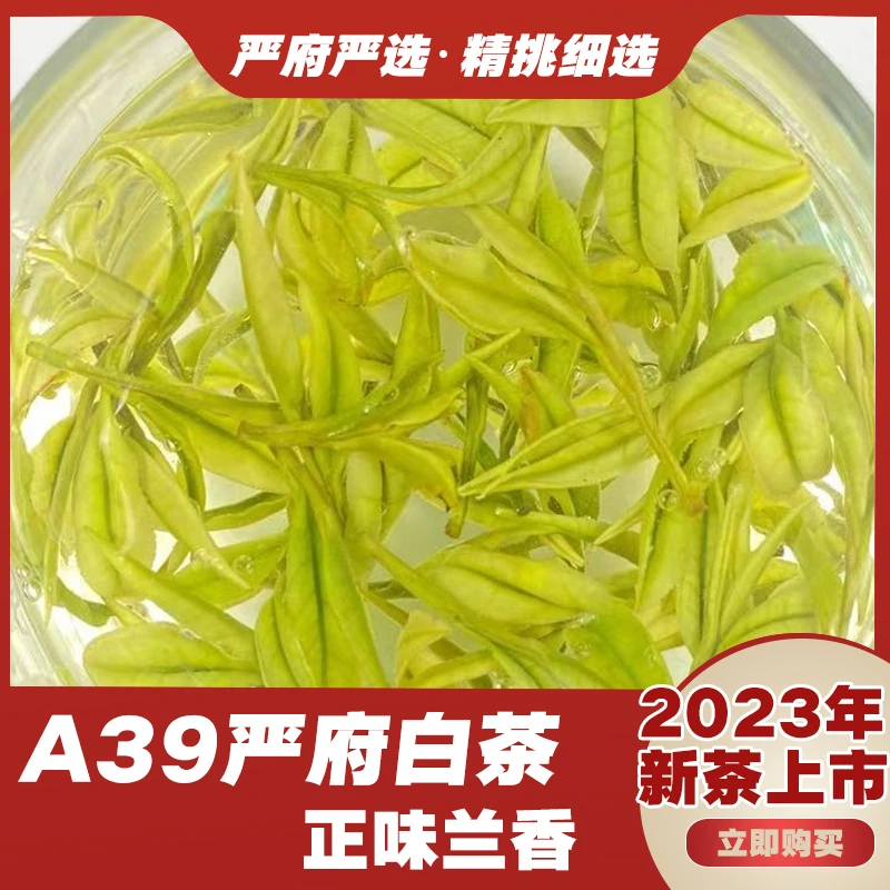 “2023”年明前A39安吉正宗特产白茶兰花香新茶严府高山茶春茶极美