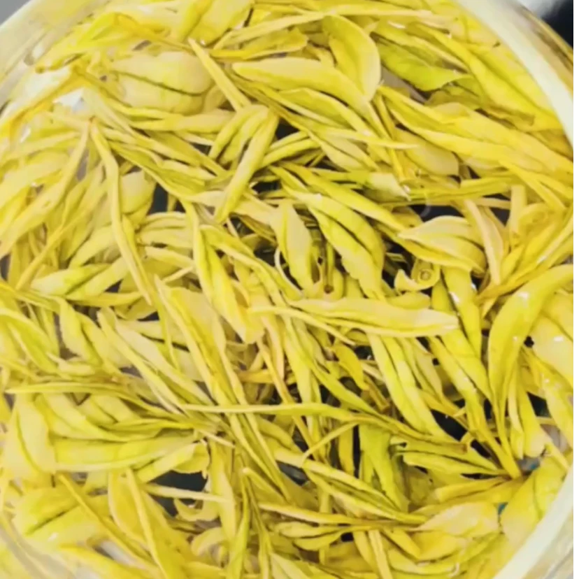 S29（2024年）新茶 中期奶白黄金芽 严府黄金芽好茶品质产地