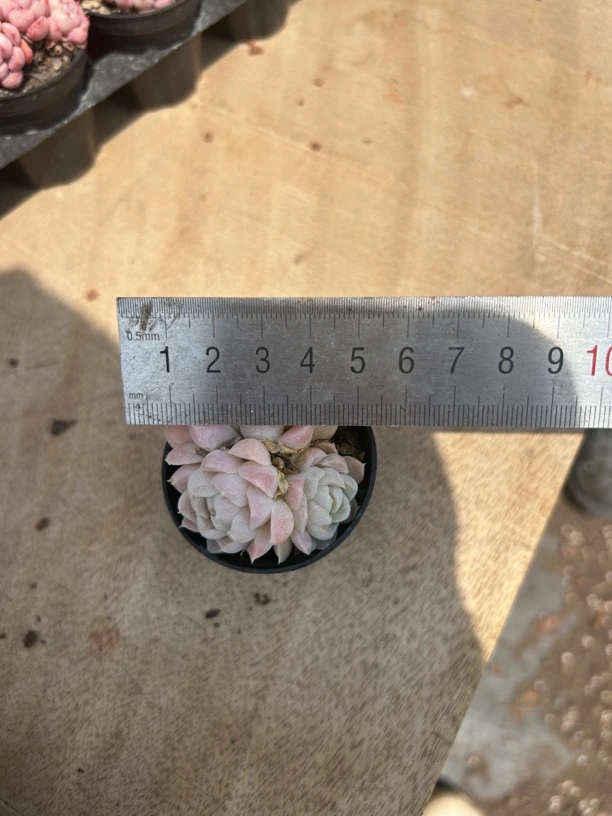 多肉 芙蓉仙子2头起3厘米 小货 满9.9包邮
