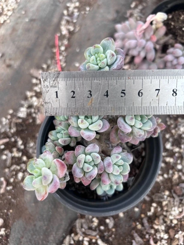 多肉 劳尔 冠服看链接 小货 凑单不包邮