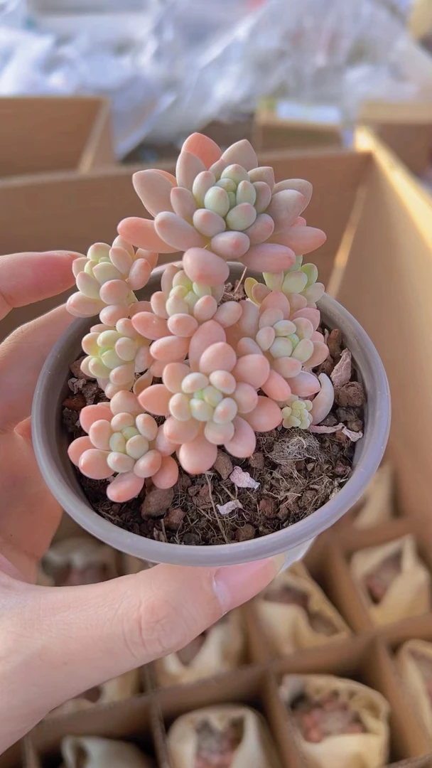 多肉 鱼子酱 冠服看链接小货 轻微掉叶不售后 满9.9包邮