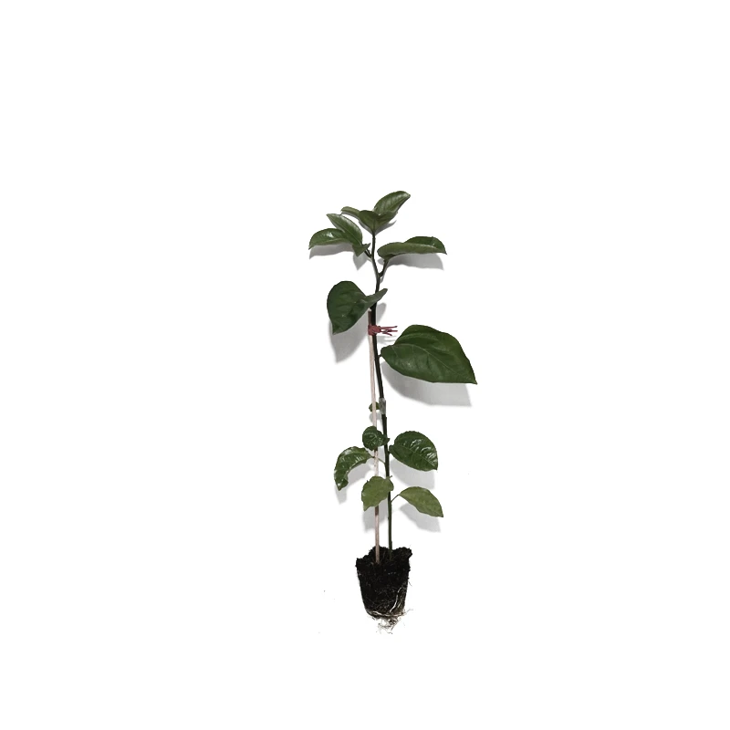 广西纯香甜黄金百香果树果苗钦蜜9号嫁接苗修剪育苗种植发货苗木