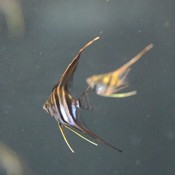 埃及神仙鱼 练手鱼专拍