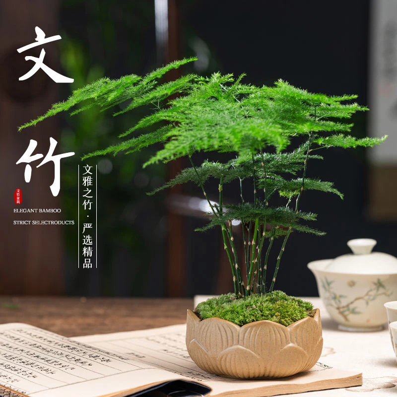 【新疆包邮】文竹盆栽植物室内客厅中式禅意盆景好养绿植办公室摆