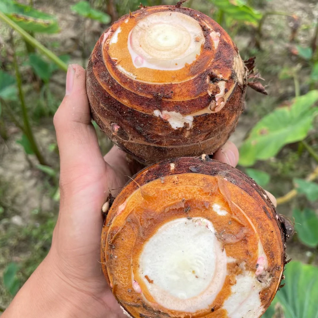 江西脆脆的芋母头自产自销场地直发