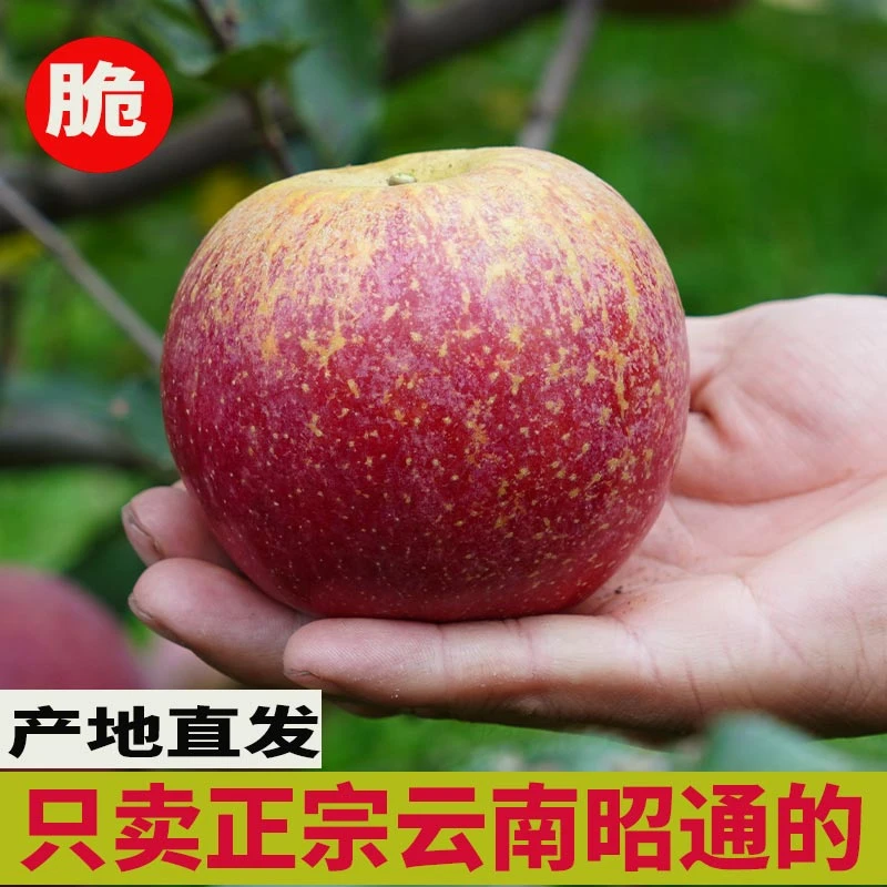 产地直发昭通丑苹果冰糖心新鲜水果脆甜大凉山红富士苹果水果