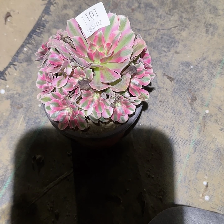 1011粉女巫多肉法师