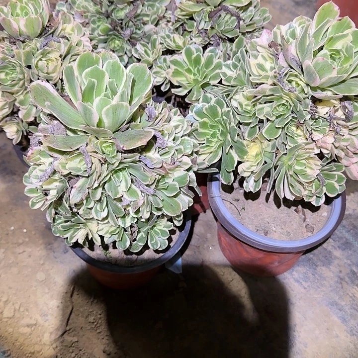 艳凝多肉锦清仓处理