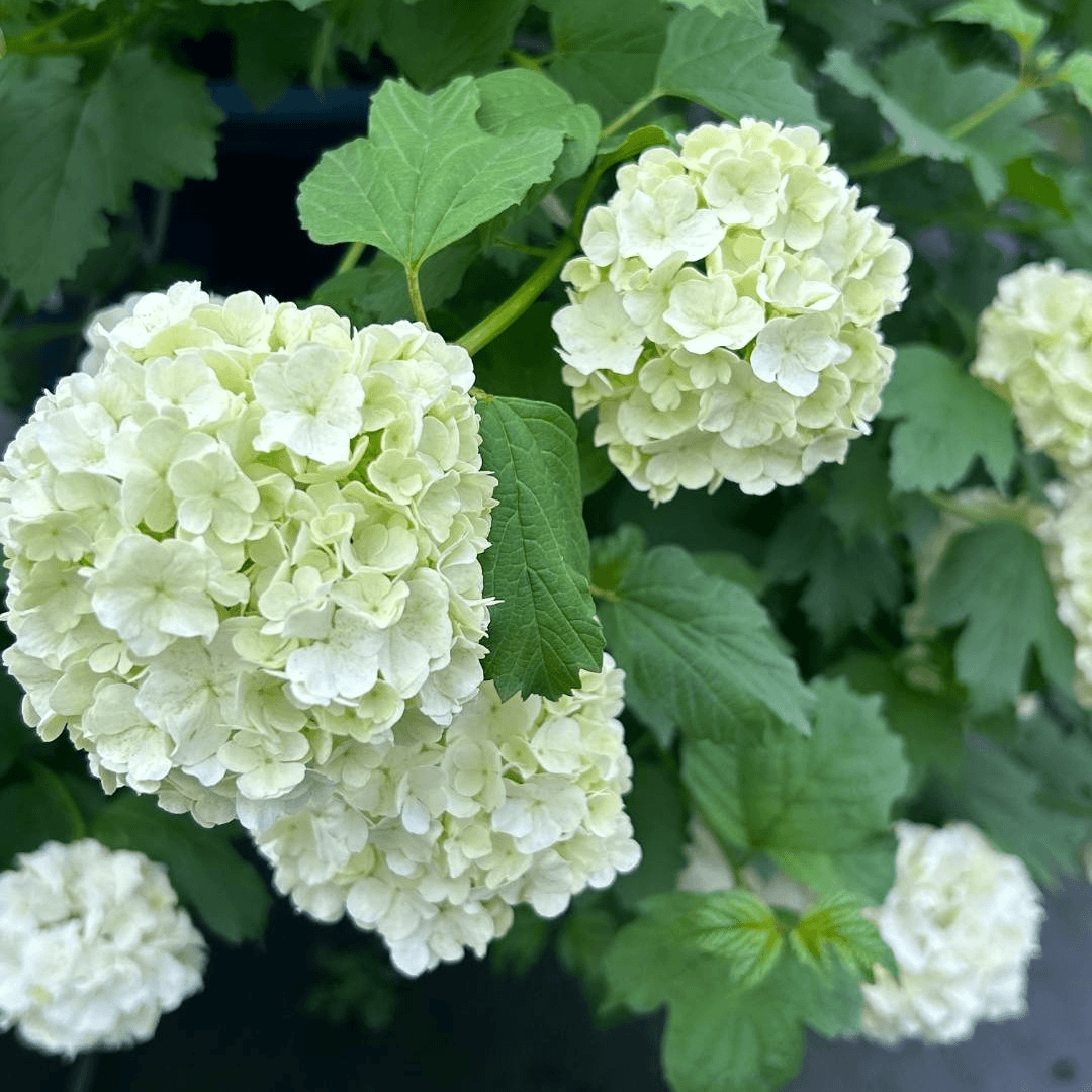 原野先生花园  欧洲木绣球玫瑰无花   阳台庭院盆栽地栽植物青绿