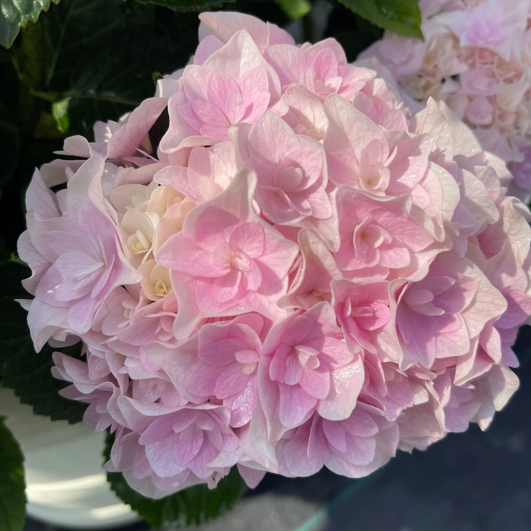 原野先生花园（1加仑艾丽）养护花期大花开花发货