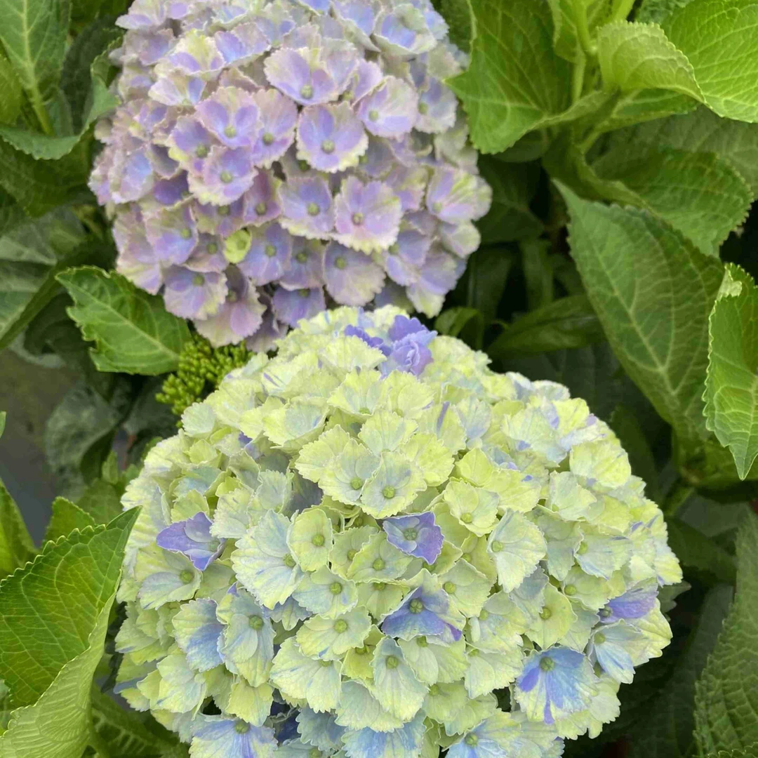 原野先生花园（5加仑魔幻紫水晶）阳台庭院露台庭院绣球花卉植物