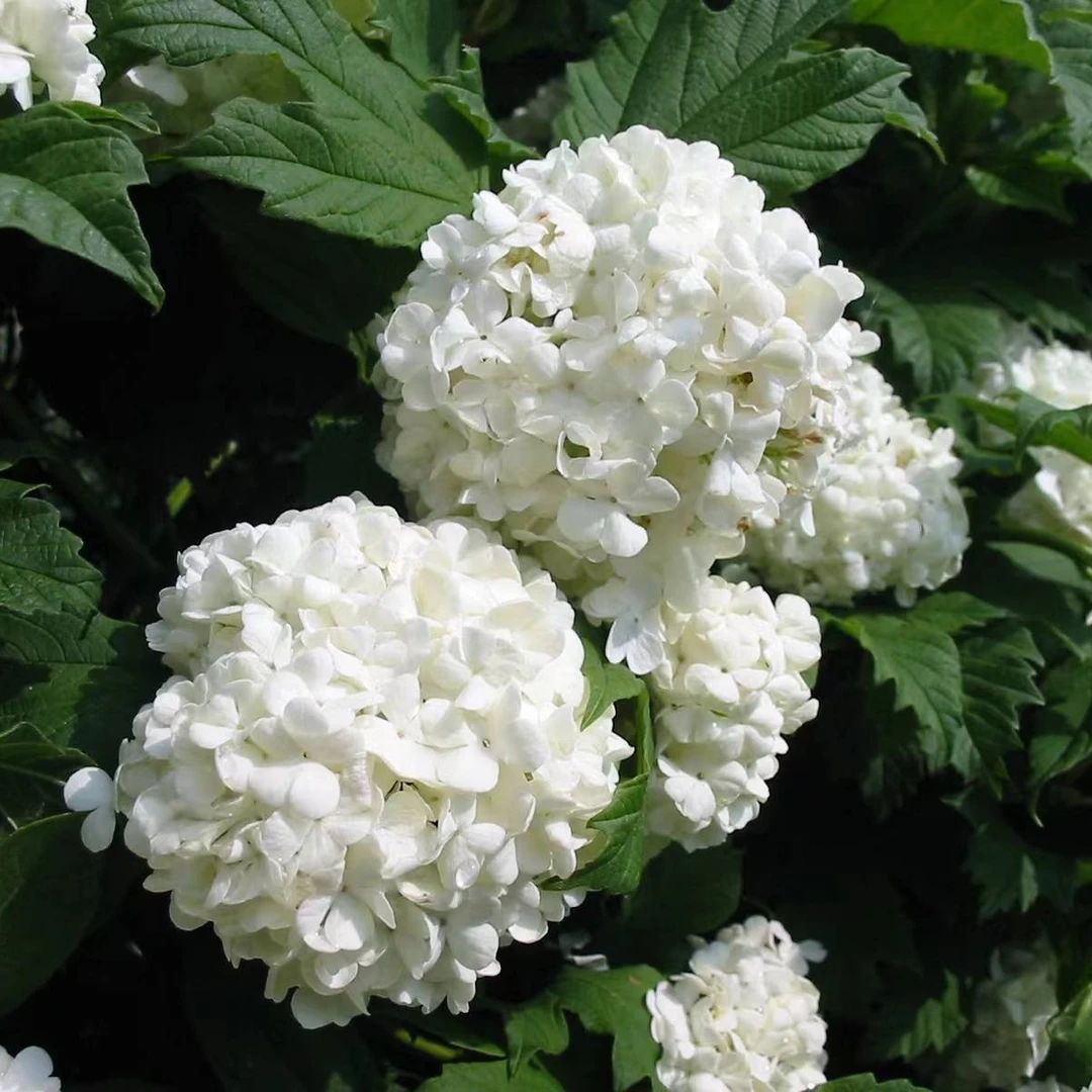 原野先生花（ 中华木绣球）阳台庭院露台花园庭院绣球花卉植物