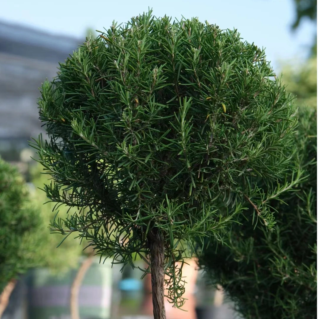 原野先生花园 （迷迭香棒棒）植物花卉盆栽地栽养护   蓝色 白色