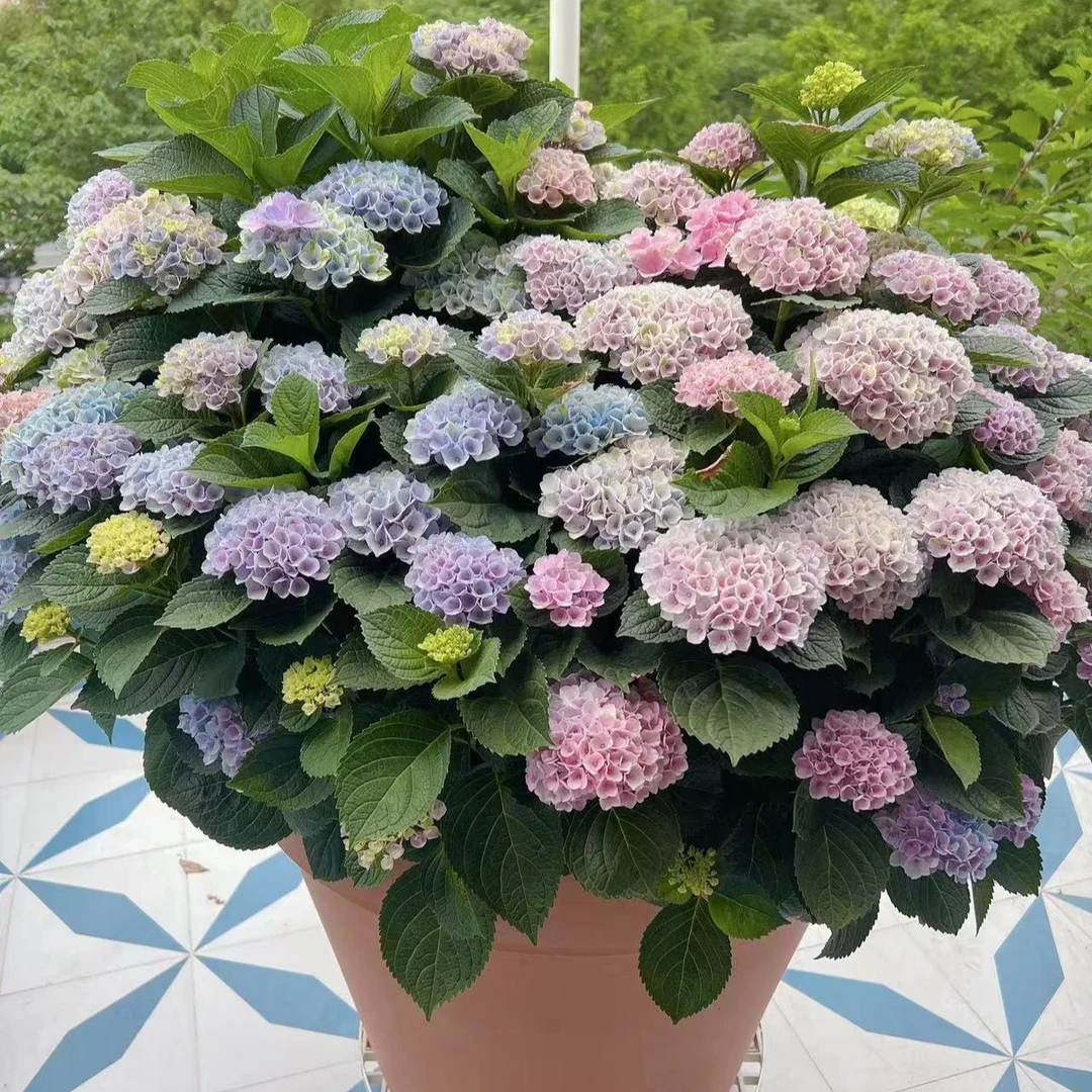 原野先生花园（1加仑魔幻革命）地栽盆栽植物春季蓝色粉色绣球紫色